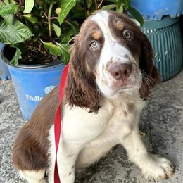 English Springer Spaniels from Sarah’s Springers