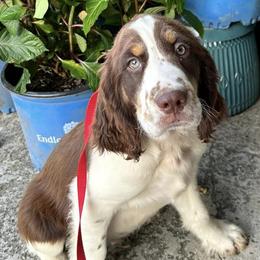 English Springer Spaniels from Sarah’s Springers