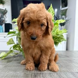 Green - Red  male Goldendoodle puppy in Bakersfield, California from Lavish Doodles