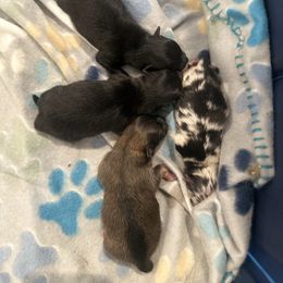 Brielle - Black female Pomeranian puppy in Gilroy, California from Belt Fed Kennels