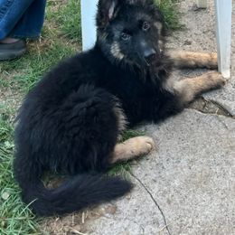 German Shepherd All Grown Up from Bunkerhill Shepherds