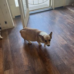 Piggy - Pembroke Welsh Corgi