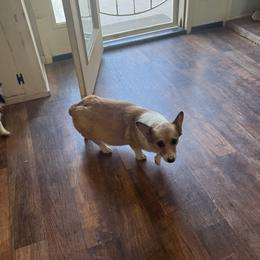 Piggy - Pembroke Welsh Corgi