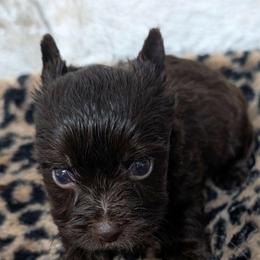 Tango - Liver male Yorkshire Terrier puppy in Gaylesville, Alabama from Sweet Alabama Yorkies