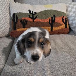 Truffle - Dapple male Dachshund puppy in Evansville, Indiana from Pixie Dust Dachshunds