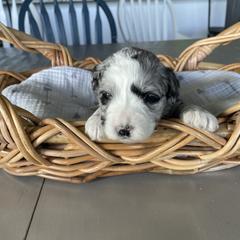 Australian Mountain Doodle Puppies from Tolman Acres