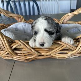 Australian Mountain Doodle Puppies from Tolman Acres