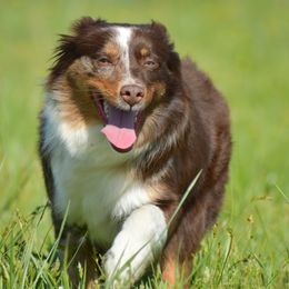 Harley - Toy Australian Shepherd