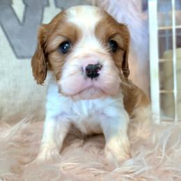Diezel - Blenheim male Cavalier King Charles Spaniel puppy in Marshfield, Missouri from Puppyloversplace
