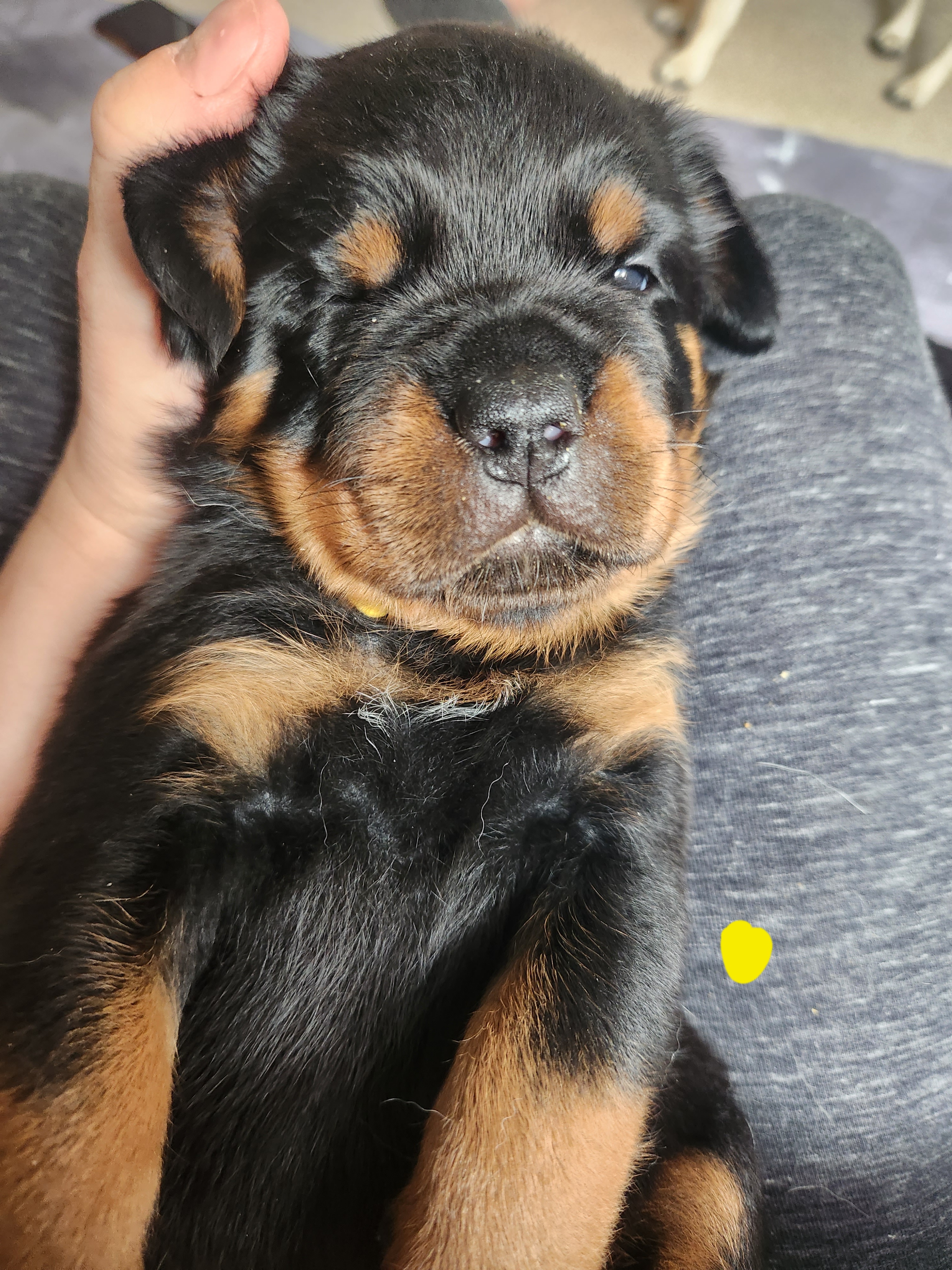 Yellow Male - Rottweiler puppy in Brasher Falls, New York from Tri-town Rotties