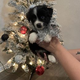 Caroline - Black & white female Miniature Australian Shepherd puppy in Brenham, Texas from Stone N Rose Kennels