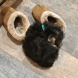 Yorkshire Terrier Puppies from Bragg’s Yorkies