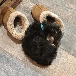 Yorkshire Terrier Puppies from Bragg’s Yorkies