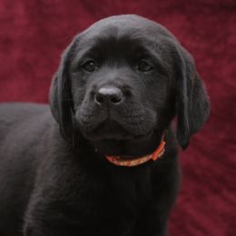 Labrador Retriever Puppies from Glory View Labradors