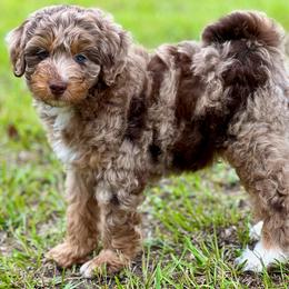 Rosco - Brown merle male Aussiedoodle puppy in Liberty, Texas from Poodles and Doodles Most Excellent Adventures