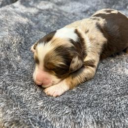 Chi Cha - Chocolate merle female Bernedoodle puppy in New Ringgold, Pennsylvania from Hawk Mountain Doodles