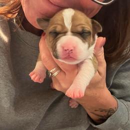 Sullivan - Red female American Staffordshire Terrier puppy in Marietta, Georgia from Ambition Amstaffs