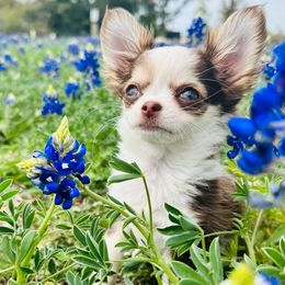 Lulu Lemon 🍋 - Chihuahua