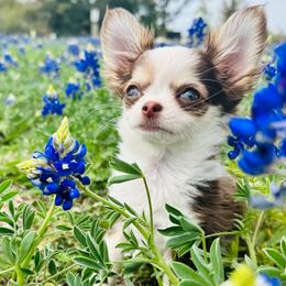 Lulu Lemon 🍋 - Chihuahua