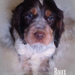 Girl 3 'Roux' - Liver white and tan female English Springer Spaniel puppy in Silverdale, Washington from TimberVale Springers