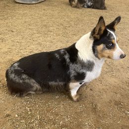 American Corgis and Miniature American Shepherds from Puppies by Alies