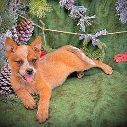 Australian Cattle Dog and Pembroke Welsh Corgi Puppies from Heelers in Texas