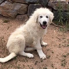 Colorado Mountain Dogs from Tereo Ranch