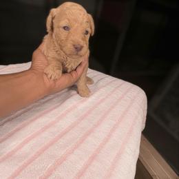 Reese - Apricot female Poodle puppy in Lancaster, South Carolina from Semone’s Poodles