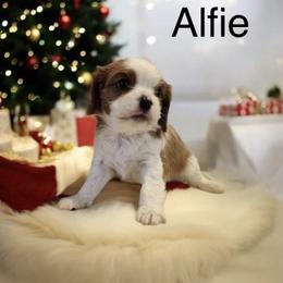 Alfie - Blenheim male Cavalier King Charles Spaniel puppy in Sacramento, California from Blueberry Hill Cavaliers