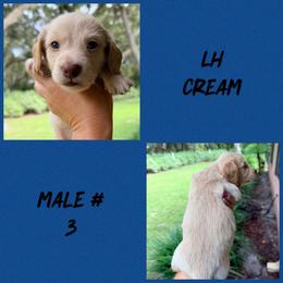 Finn - Cream male Dachshund puppy in Pierson, Florida from Paige’s Mini Dachshunds