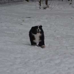 Australian Shepherd and Collie Puppies from Nicara kennel