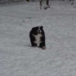 Australian Shepherd and Collie Puppies from Nicara kennel