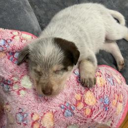 Border Collie Puppies from Hidden Creek