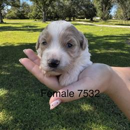 Honey 7532 - Parti female Goldendoodle puppy in Arcadia, Florida from KnuDawn Goldendoodles
