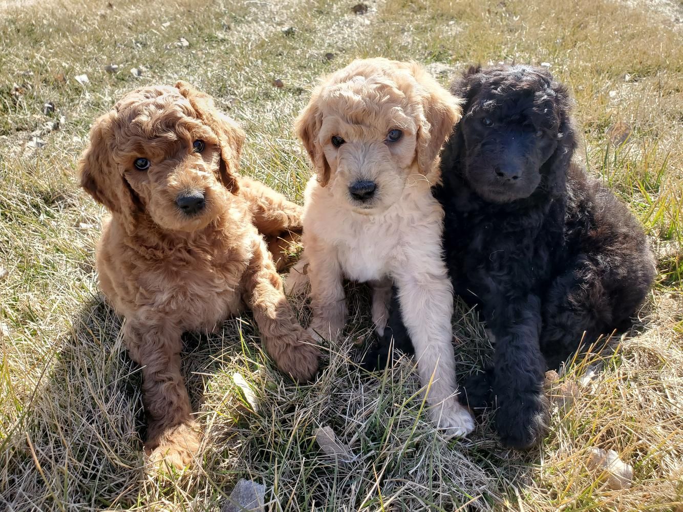 3 filhotes de Poodle coloridos sentados na grama