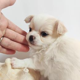 Casper - Cream and white male Chihuahua puppy in Wayland, Michigan from MI Chihuahua