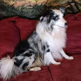 Reed - Miniature Australian Shepherd