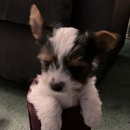 Yorkshire Terrier Puppies from NNYYorkies