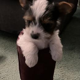 Yorkshire Terrier Puppies from NNYYorkies