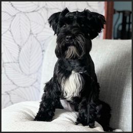 Rhys - Miniature Schnauzer