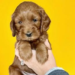 Yellow boy - Red  male Goldendoodle puppy in Kitsap County, Washington from Amazing Grace Doodles
