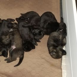 German Shepherd Puppies from Schrottplatz Landhai Kennel