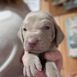 Blondie - Silver gray female Weimaraner puppy in Evart, Michigan from Drehbar Weimaraners