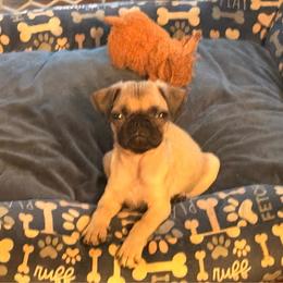 Surf - Fawn male Pug puppy in Smiths Station, Alabama from Magnolia Pugs
