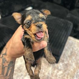 Yorkshire Terrier puppies from WESTWAY Yorkies