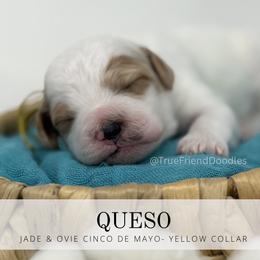 QUESO- yellow collar - Parti male Goldendoodle puppy in Watertown, New York from True Friend Doodles