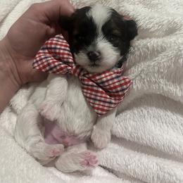 Cinnamon roll - Black and white male Shihpoo puppy in Denver, Colorado from Angel babies