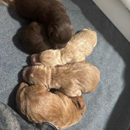 Betty - Red  female Goldendoodle puppy in Washougal, Washington from Sandy Creek Bernedoodles