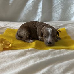 Yellow Collar Male - Red  male Goldendoodle puppy in Bradenton, Florida from Suncoast Goldendoodles