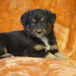Jasper - Black tri male Miniature Australian Shepherd puppy in Ada, Oklahoma from Caprock Mini & Toy Aussies